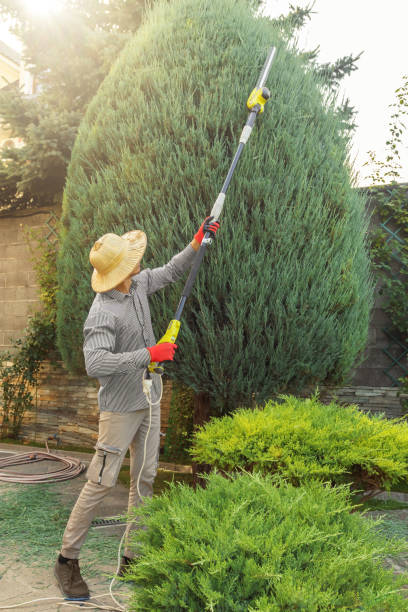 Best Tree Removal Services  in Old Westbury, NY